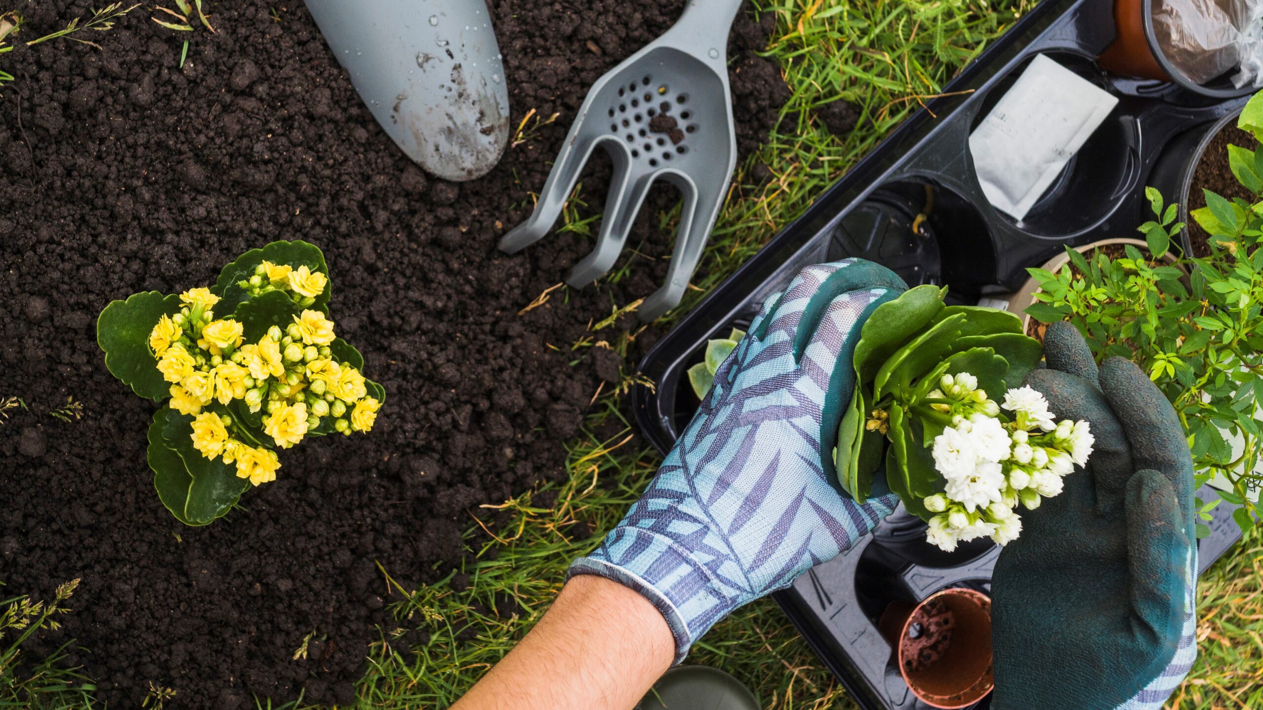 Een hand in tuinhandschoen een bloem aan het verpotten.