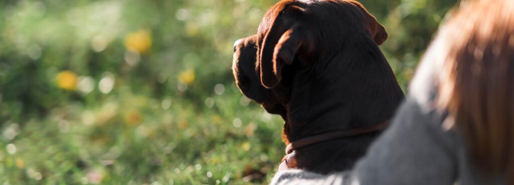 Foto van een hond van achteren die kijkt naar het gras. Iemand (onherkenbaar) houdt de hond vast